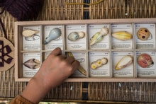 Lade das Bild in den Galerie-Viewer, Wild - Holzspielzeug Grapat Holzspielzeug Grapat 
